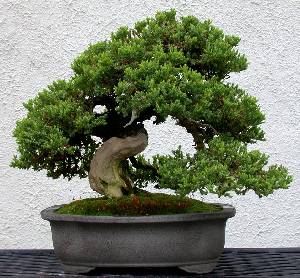 Cây thế bonsai - cây cảnh đẹp Bắc Ninh